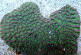 X2 Assorted Moonstone Coral Green-Coral packages-www.YourFishStore.com