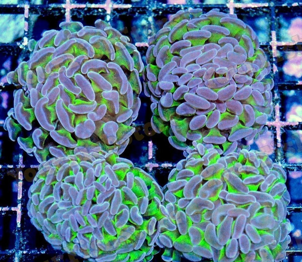 X2 Assorted Multi Colored Hammer Coral Frags - Euphyllia Ancora