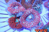 X2 Assorted Mushroom Super Saint Thomas Package - Single Leaf-Coral packages-www.YourFishStore.com