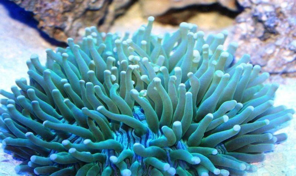 X2 Assorted Plate Coral - Heliofungia Actiniformis - Med 3"-4"