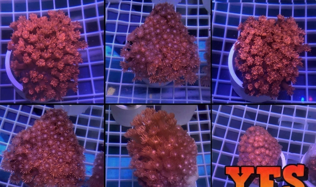 X2 Assorted Red Goniopora Med - Flower Pot Coral - Live Lps Sps