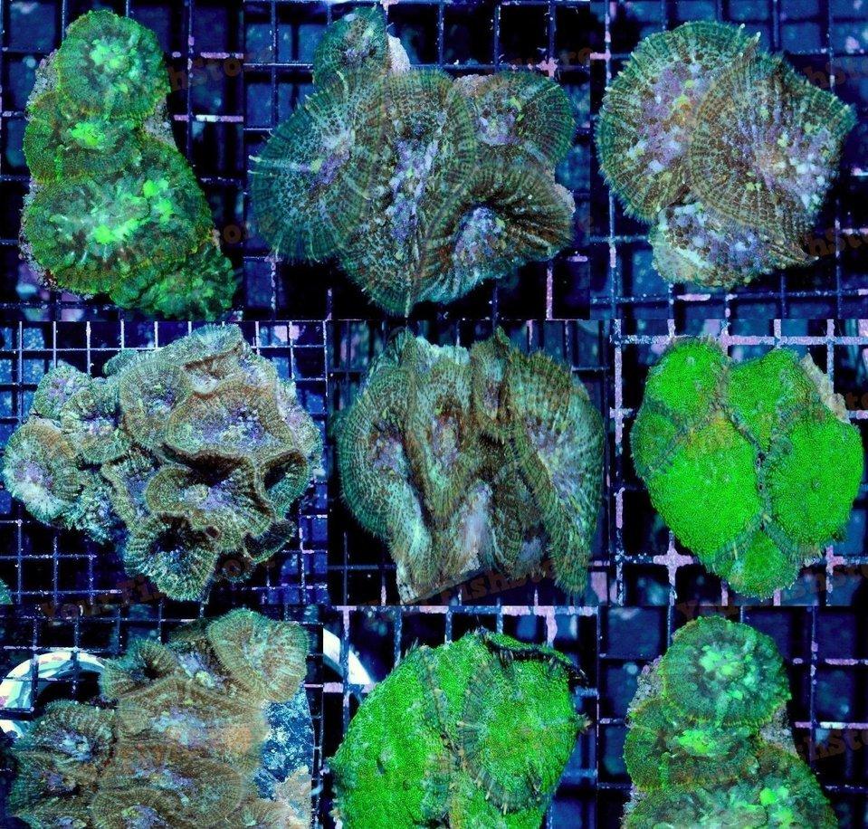 X2 Assorted Rhodactis Mushroom Genus Coral - Live Sps Lps