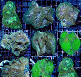 X2 Assorted Rhodactis Mushroom Genus Coral - Live Sps Lps-frag packages-www.YourFishStore.com