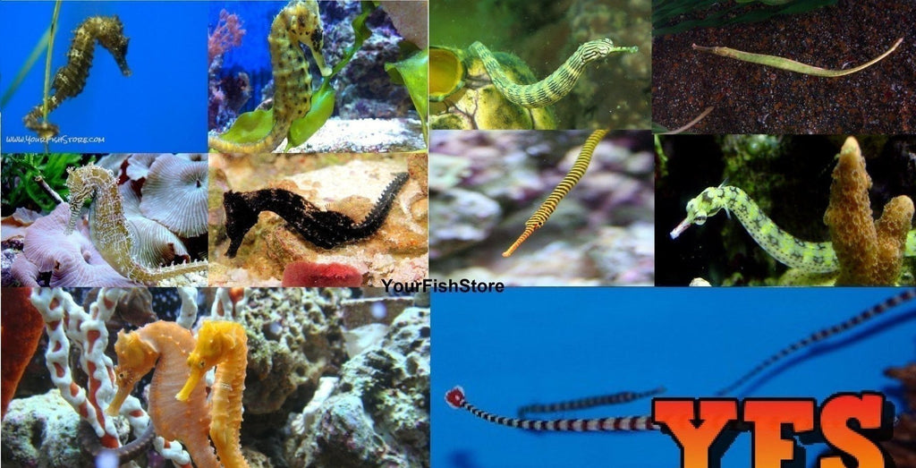 X2 Assorted Sea Horse - X2 Assorted Pipe Fish Package Med *Bulk Save
