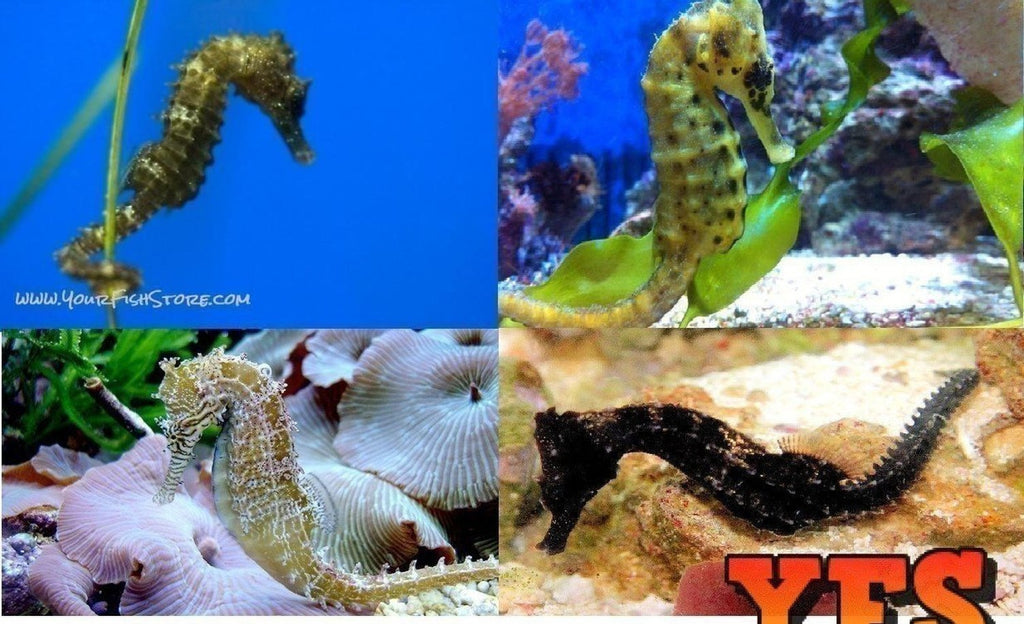 X2 Assorted Sea Horses Package Med