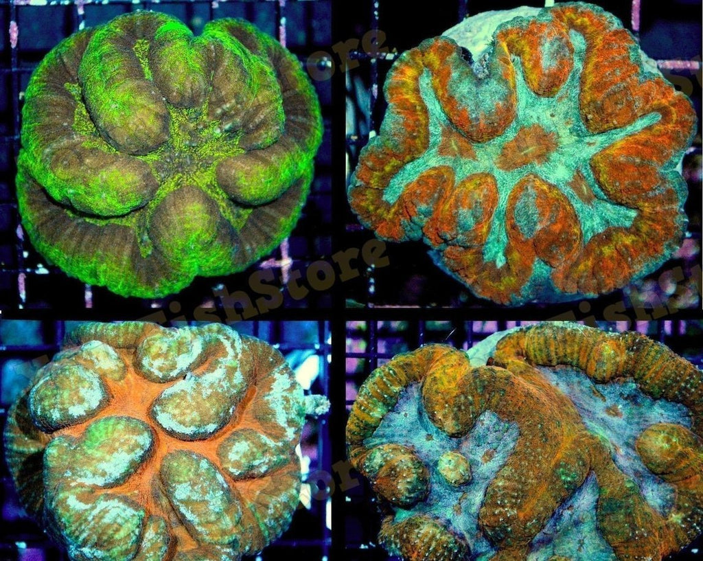 X2 Assorted Symphyllia Brain Coral Med