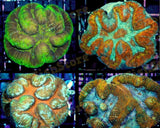 X2 Assorted Symphyllia Brain Coral Med-frag packages-www.YourFishStore.com