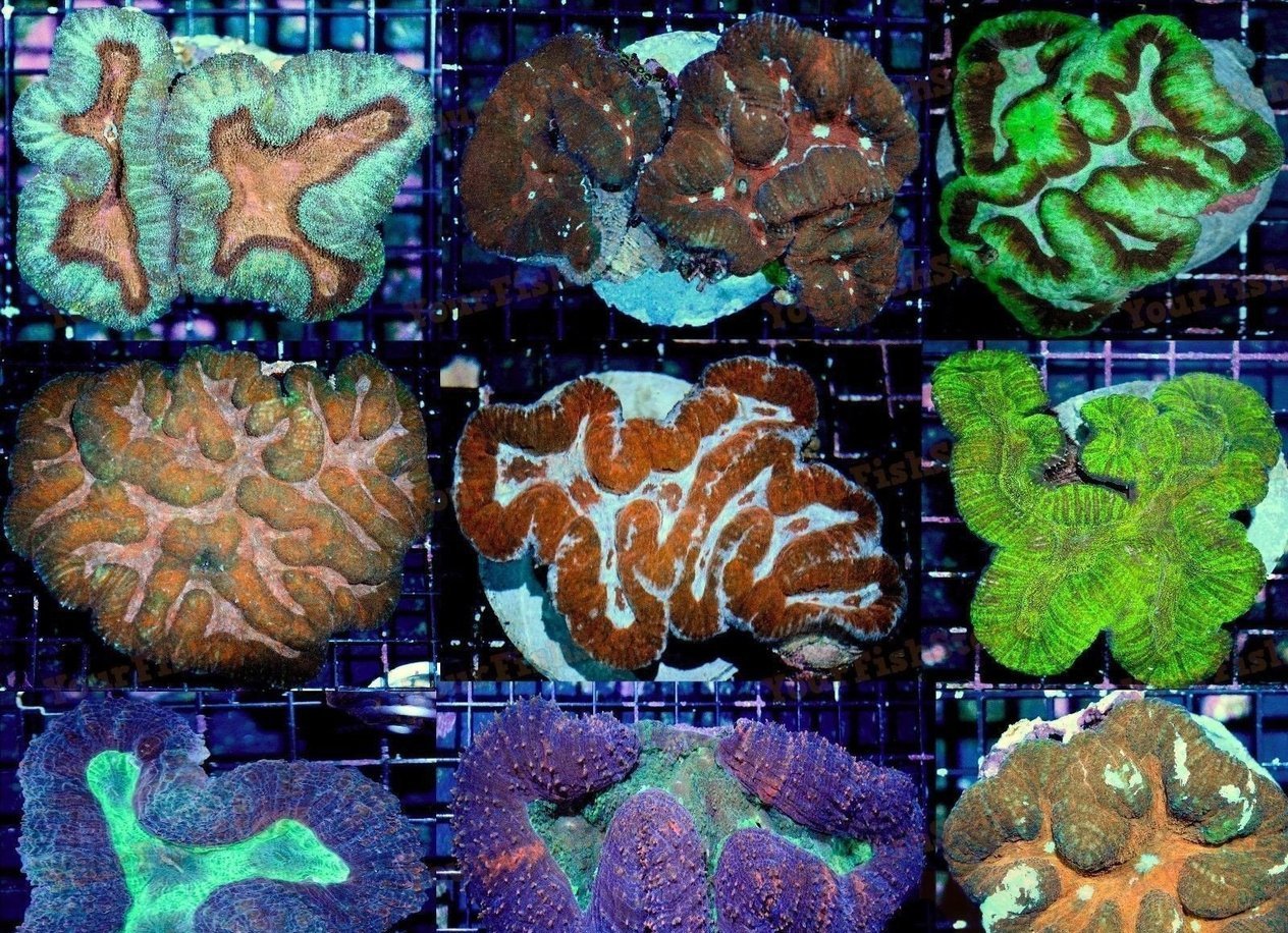 X2 Assorted Symphyllia Indo Closed Brain Coral - Bulk Save-frag packages-www.YourFishStore.com
