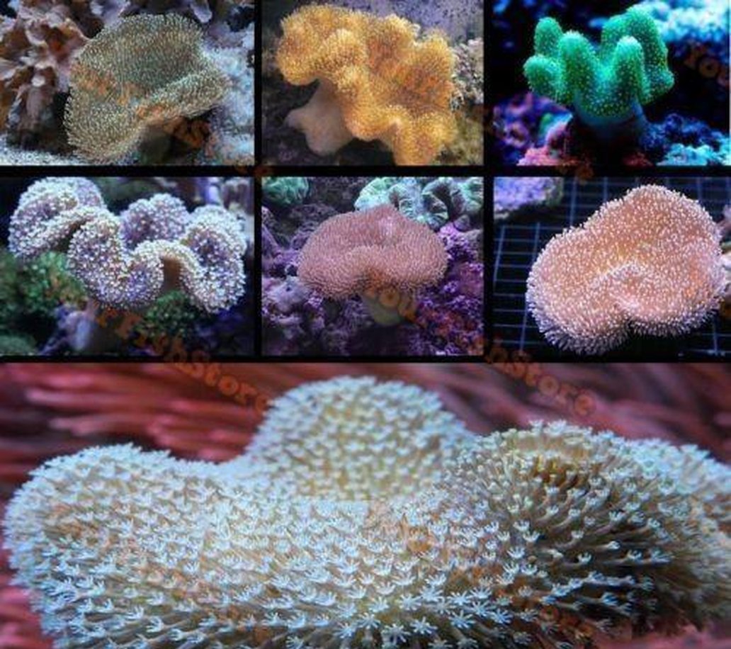 X2 Assorted Toadstool Package - Med 3-4"-Coral packages-www.YourFishStore.com