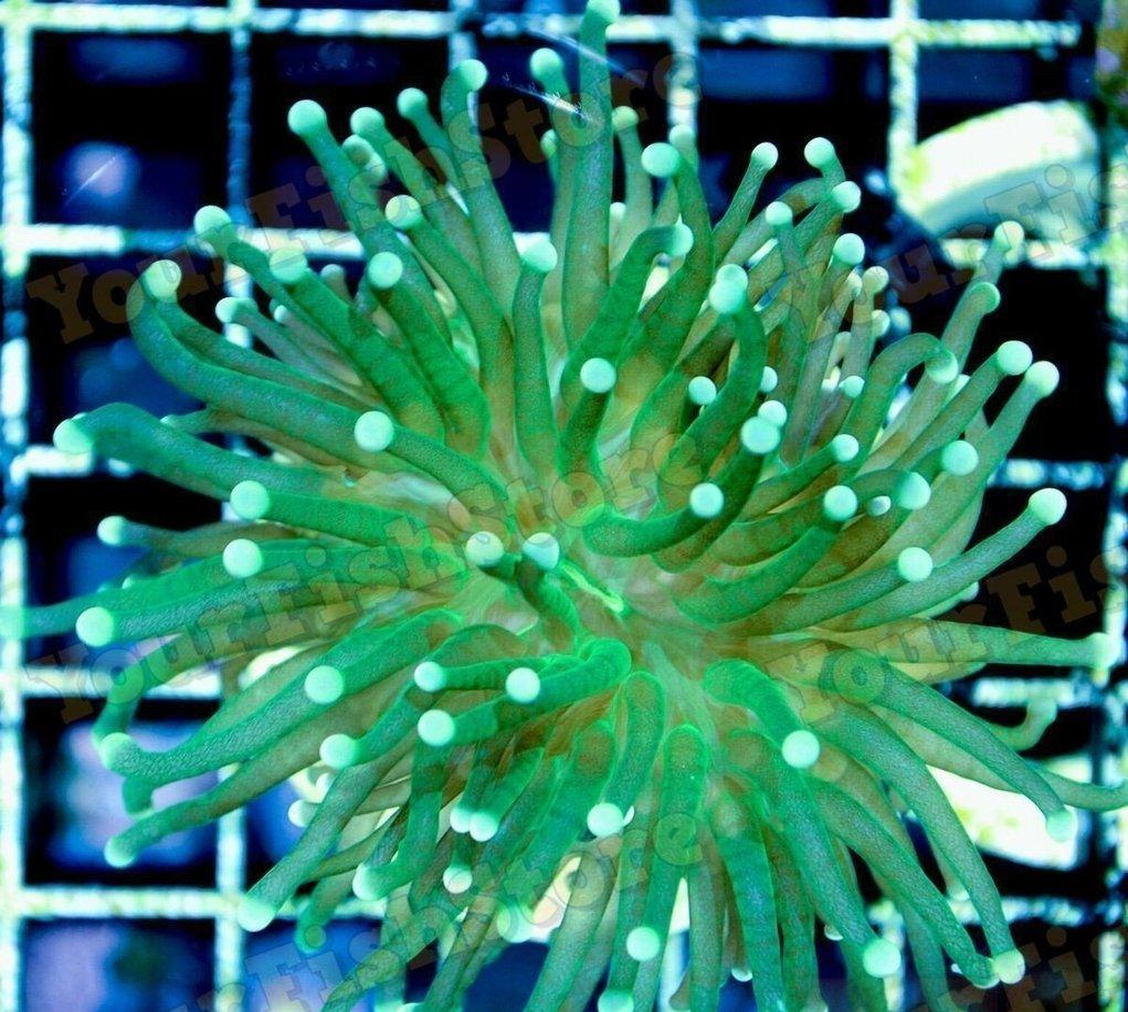 X2 Assorted Torch Coral Frags - Euphyllia Glabrescens *Bulk Save