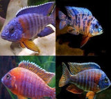 X2 Aulonocara Peacock Cichlid Assorted - Large 5" - 6" - Freshwater-Freshwater Fish Package-www.YourFishStore.com