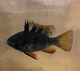 X2 Black German Ram Cichlid Sm/Md Each Freshwater Fish-Freshwater Fish Package-www.YourFishStore.com