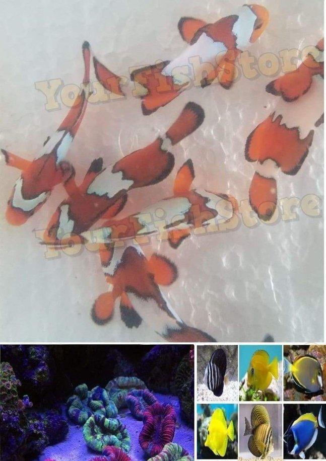 X2 Black Ice Clown Fish Med - X1 Assorted Open Brain - X1 Assorted Tang Med-marine fish packages-www.YourFishStore.com