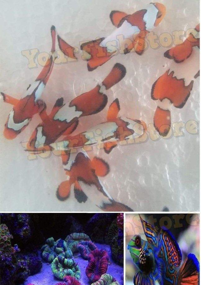 X2 Black Ice Clown Fish Med - X1 Assorted Open Brain - X2 Mandarin Gobies Fish