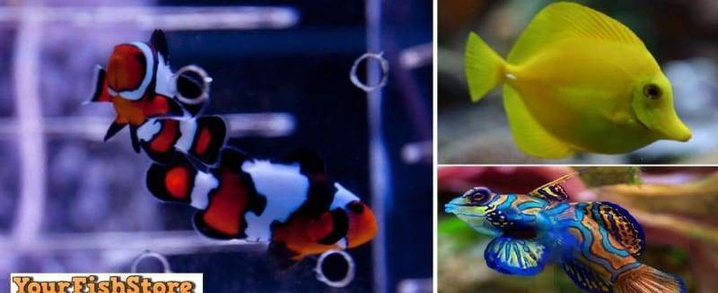 (X2) Black Ice Clown Fish (Pair) Med - (X2) Mandarin Gobies - (X1) Yellow Tang