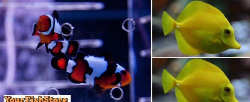 (X2) Black Ice Clown Fish (Pair) Med - (X2) Yelow Tang Package