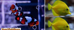 (X2) Black Ice Clown Fish (Pair) Med - (X2) Yelow Tang Package-marine fish packages-www.YourFishStore.com