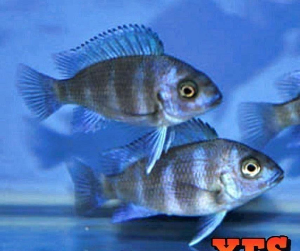 X2 Blue Moba Frontosa Cichlid Package Freshwater