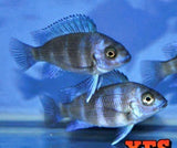 X2 Blue Moba Frontosa Cichlid Package Freshwater-Freshwater Fish Package-www.YourFishStore.com