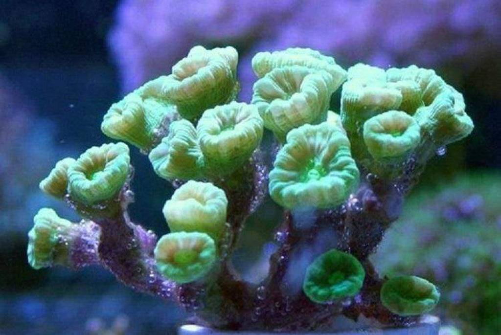 X2 Caulastrea Neon Green Frag Coral Lps - Includes Free Mystery Frag