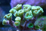 X2 Caulastrea Neon Green Frag Coral Lps - Includes Free Mystery Frag-frag packages-www.YourFishStore.com