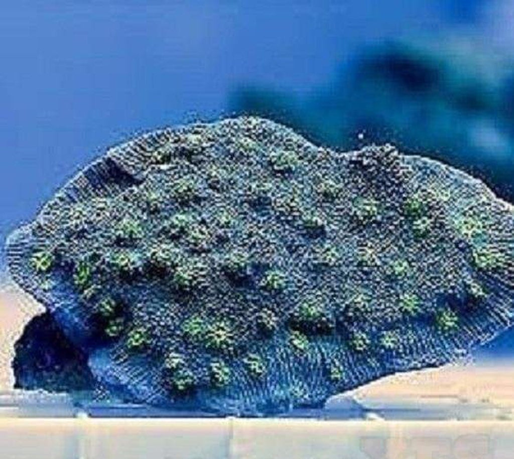 X2 Chalice Blue Stunner - Frag Coral Lps - Includes Free Mystery Frag