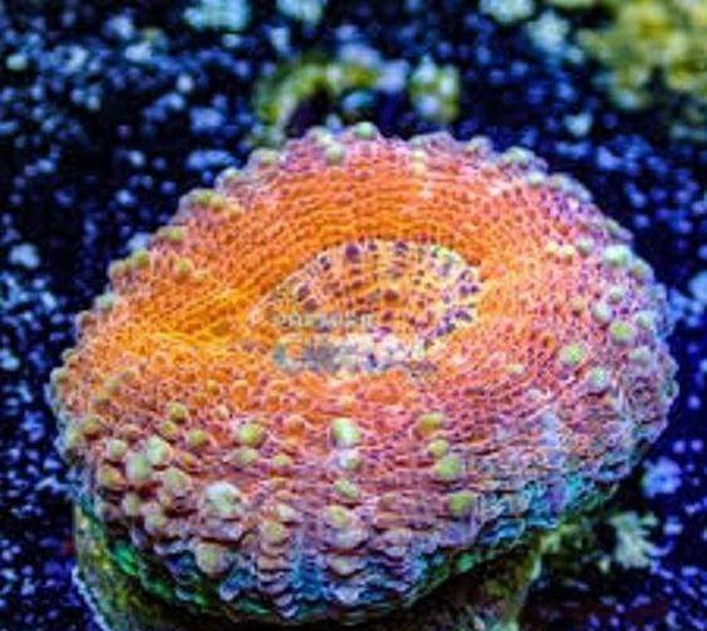 X2 Channel Brain Orange Rim Frag Coral - Includes Free Mystery Frag