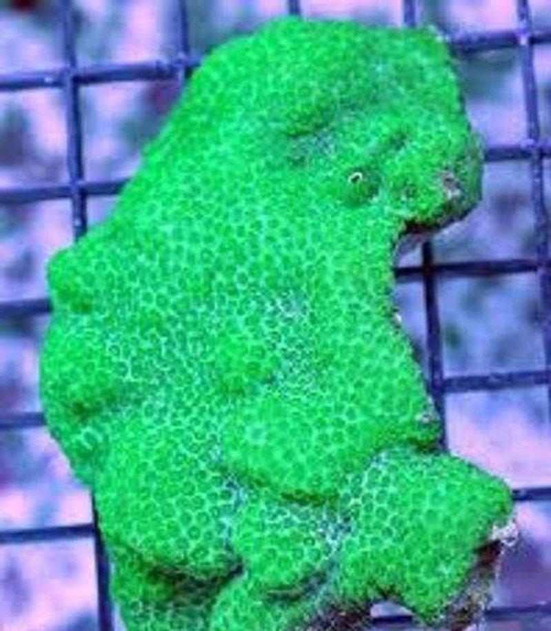 X2 Cyphastrea Green - Frag Coral Lps - Includes Free Mystery Frag