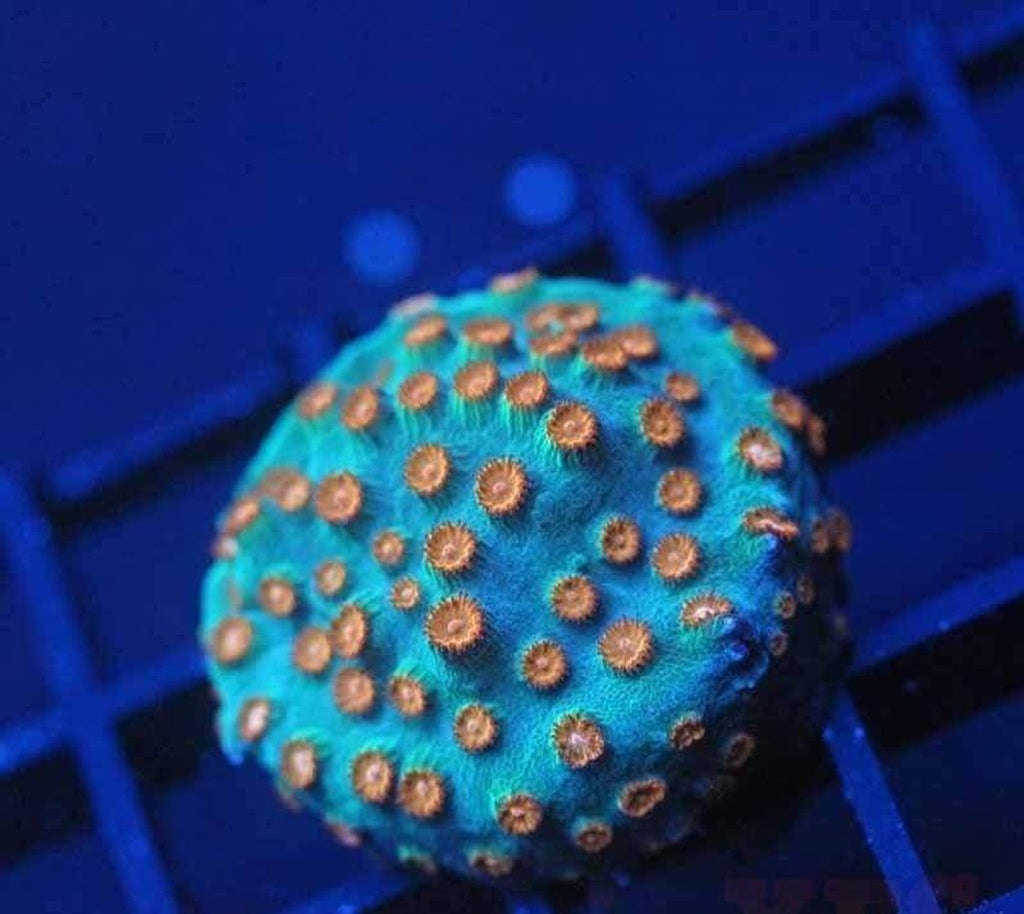 X2 Cyphastrea Meteor Shower Frag Coral Lps Includes Free Mystery Frag