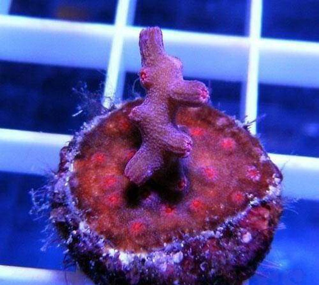 X2 Cyphastrea Red Frag Coral Lps - Includes Free Mystery Frag