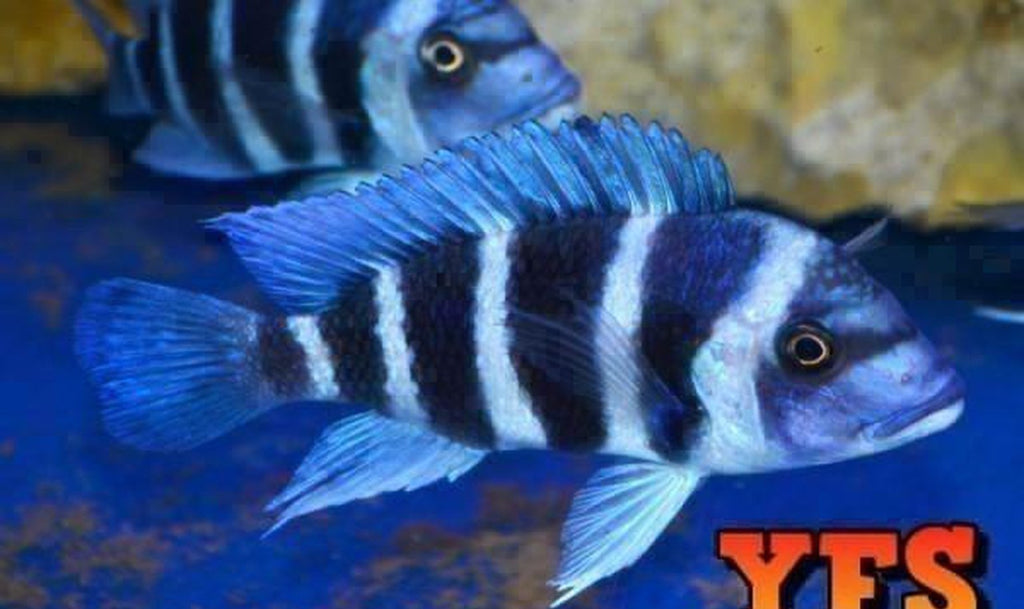 X2 Cyphotilapia Frontosa Cichlid Chaitika Package Freshwater
