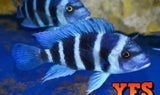 X2 Cyphotilapia Frontosa Cichlid Chaitika Package Freshwater-Freshwater Fish Package-www.YourFishStore.com