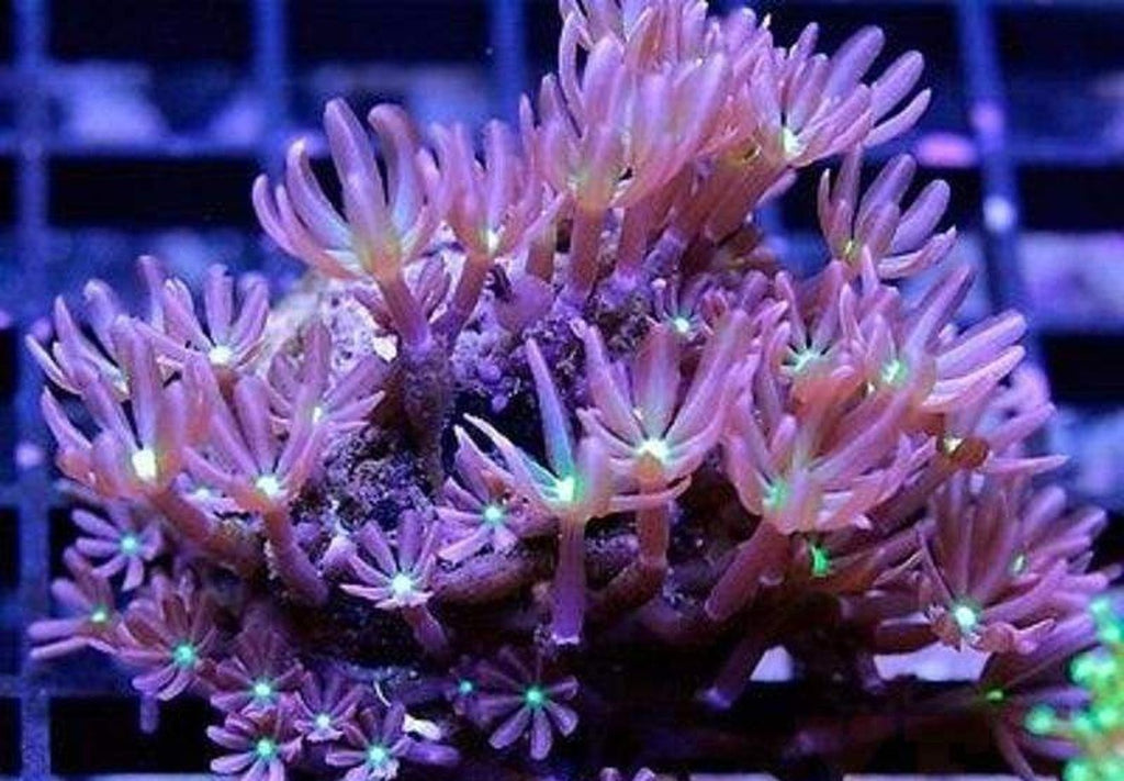 X2 Daisy Polyp - Frag Coral - Includes Free Mystery Frag