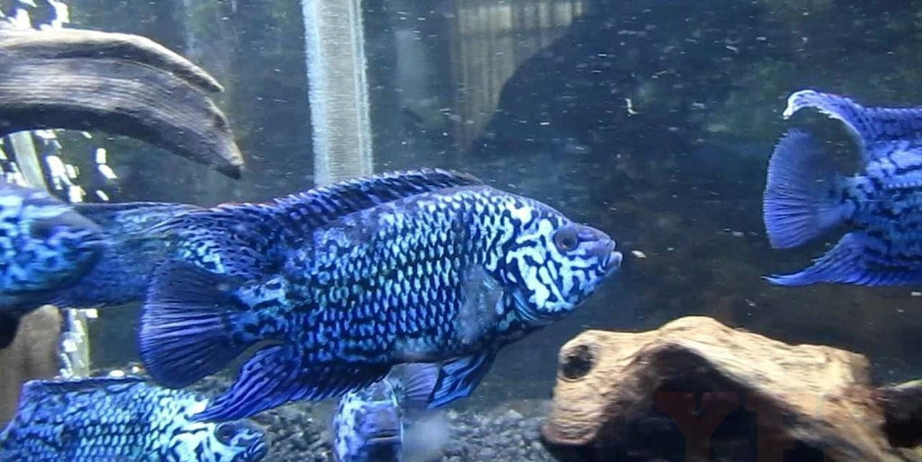 X2 Electric Blue Jack Dempsey Cichlid Sml Package