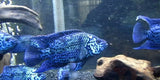 X2 Electric Blue Jack Dempsey Cichlid Sml Package-Freshwater Fish Package-www.YourFishStore.com