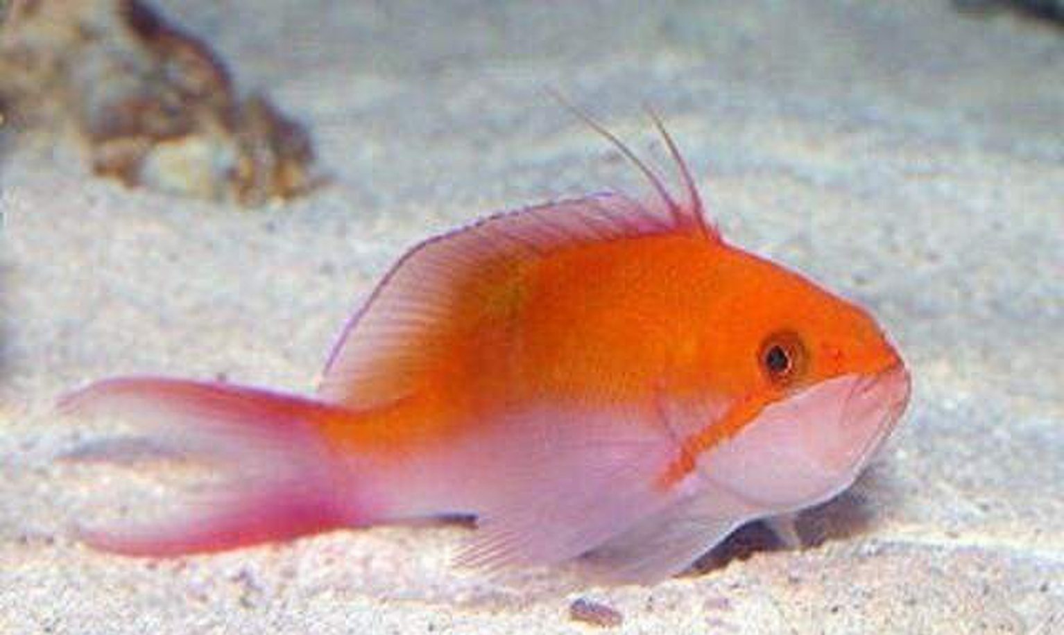 X2 Fancy Bass; Haw. - Pseudanthias Bico Sml/Med - Fish Saltwater-marine fish packages-www.YourFishStore.com