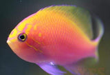 X2 Fathead Sunburst Anthias - Sml/Med - Fish Saltwater-marine fish packages-www.YourFishStore.com