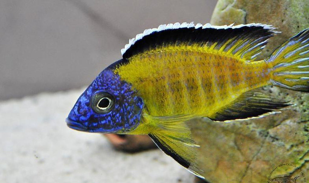 X2 Flavescent Peacock Cichlids - Large 4" - 6" - Freshwater