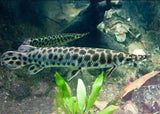 X2 Florida Gar Freshwater - Sm/Med - Aprox 4-6"-Freshwater Fish Package-www.YourFishStore.com