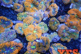 X2 Florida Ricordea Rico Mushroom Coral - Single Leaf-frag packages-www.YourFishStore.com