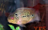 X2 Flowerhorn Parrot Cichlid Sml/Med 1" - 2" Each Freshwater Fish-Freshwater Fish Package-www.YourFishStore.com