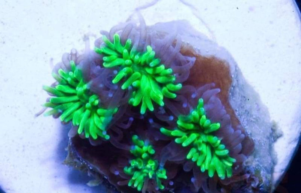 X2 Galaxea Frag Coral Lps - Includes Free Mystery Frag