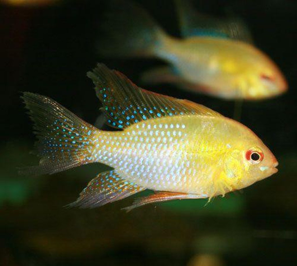 X2 Gold Face Electric Blue Ram Cichlids Sml/Med 1" - 2" Each Freshwater Fish-Freshwater Fish Package-www.YourFishStore.com