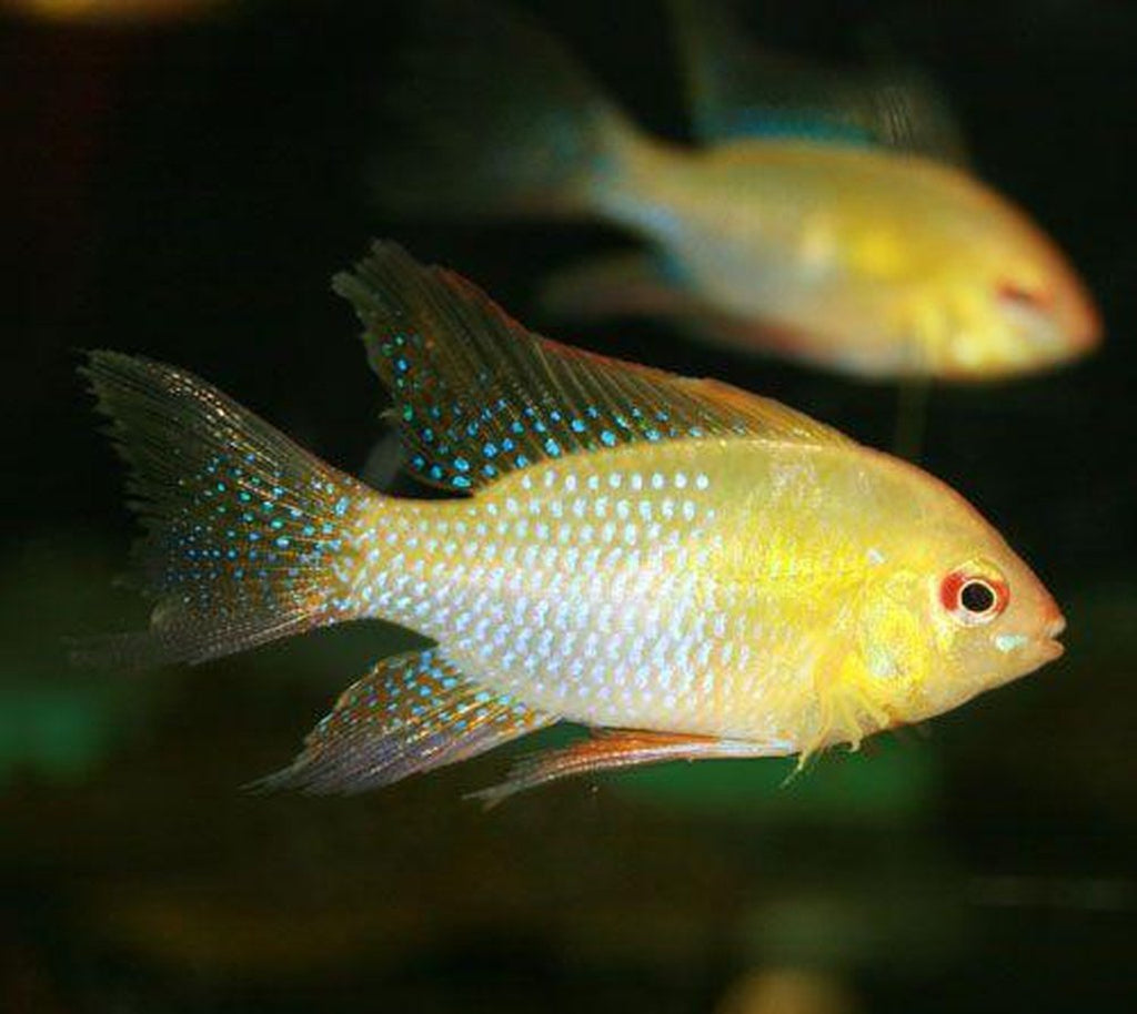 X2 Gold Face Electric Blue Ram Cichlids Sml/Med 1" - 2" Each Freshwater Fish