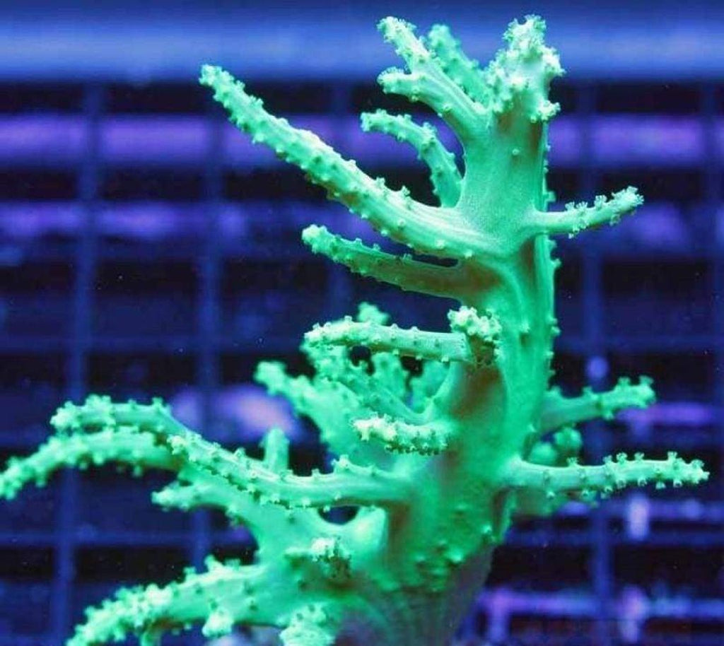 X2 Green Nepthea - Frag Coral - Includes Free Mystery Frag