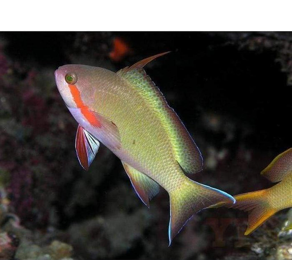 X2 Hutchi Anthias: Male - Pseudanthias H Sml/Med - Fish Saltwater