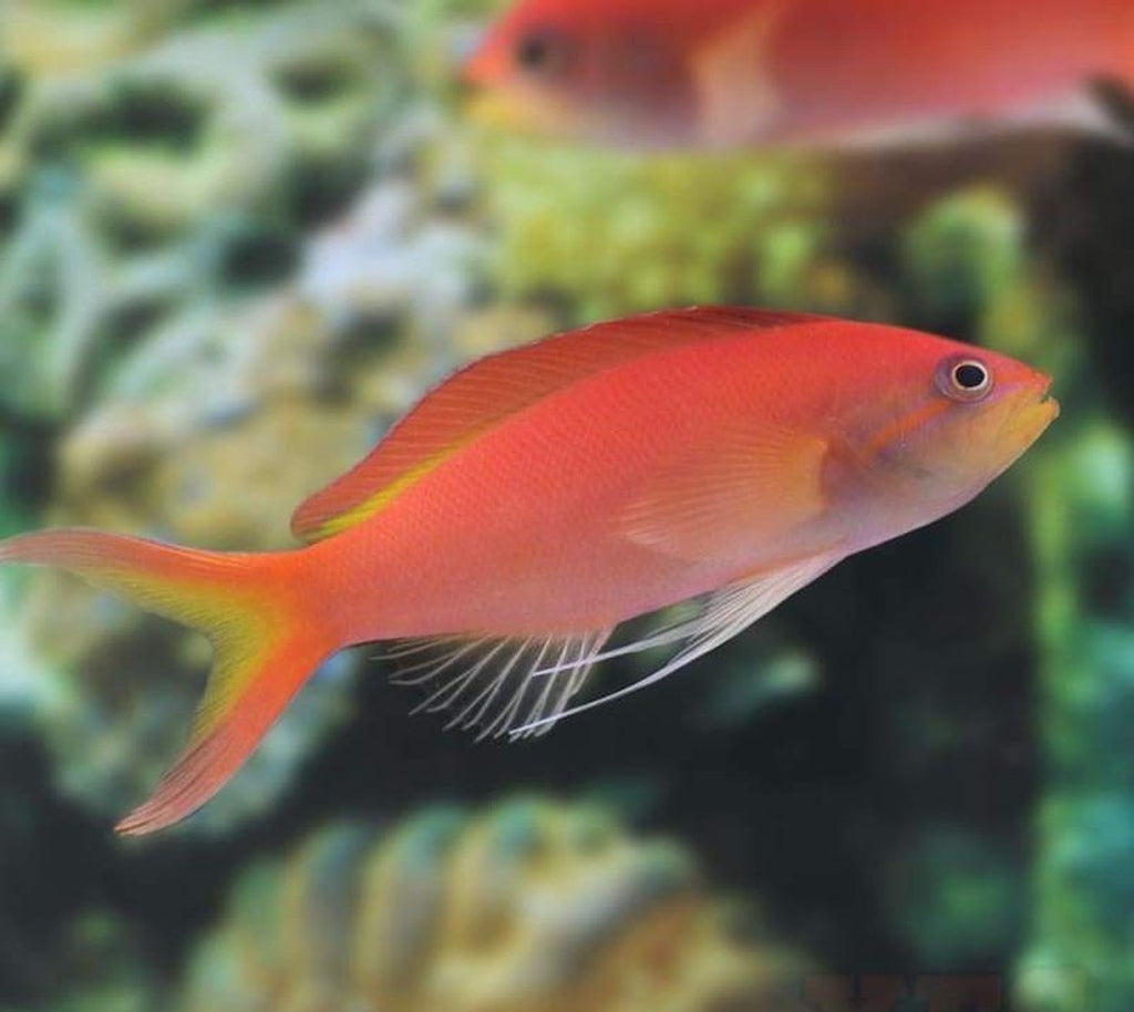 X2 Ignitus Anthias: Female - Pseudanthia Sml/Med - Fish Saltwater