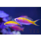 X2 Ignitus Anthias: Male - Pseudanthias Sml/Med - Fish Saltwater-marine fish packages-www.YourFishStore.com