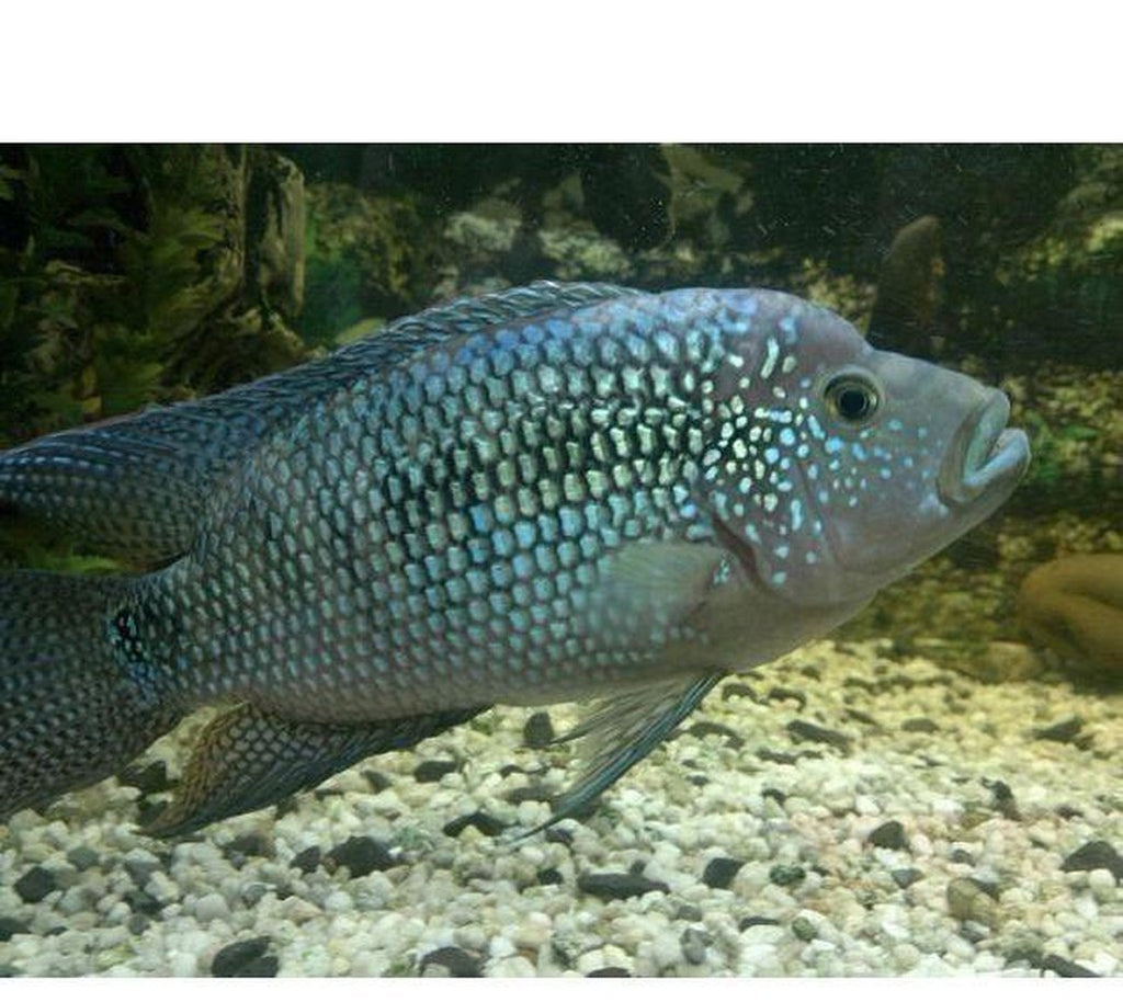 X2 Jack Dempsey Cichlids Large 4" - 6" Each Package - Yourfishstore