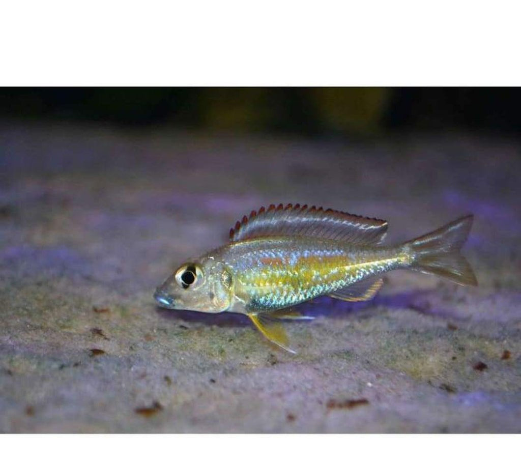 X2 Kigoma Callochromis Pleurospilus Cichlid Sm/Md 1" - 2" Each Freshwater Fish